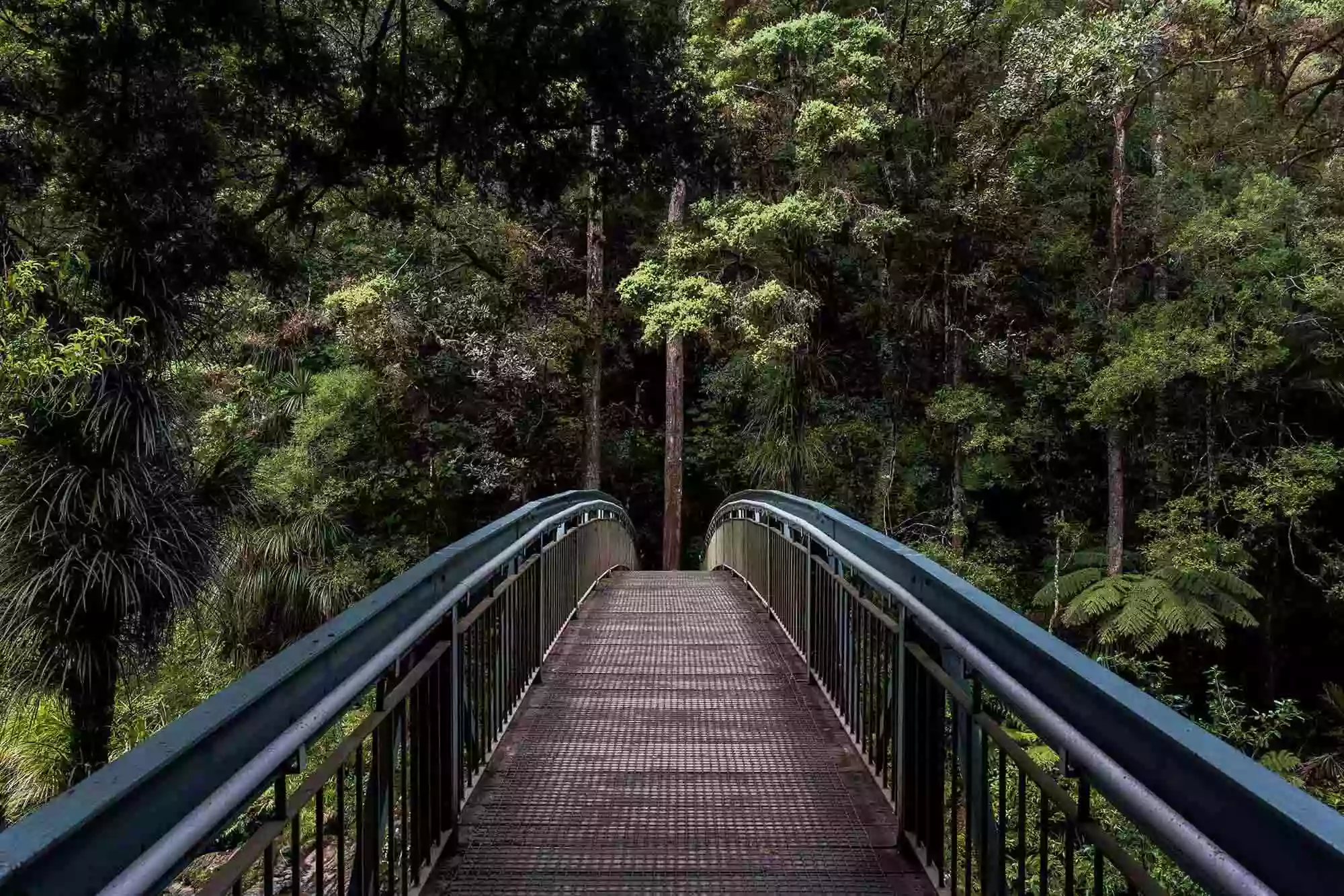 bridge into forest
